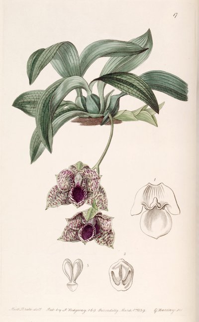 Promenaea stapelioides（作为syn.Maxillaria stapelioides） 作者 德雷克小姐